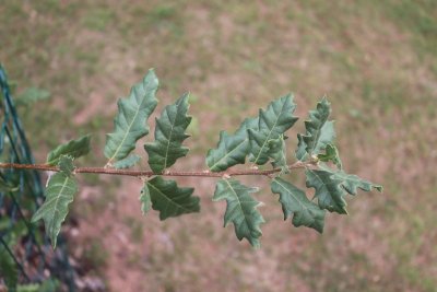 Quercus pubescens 'Cucullata' - dub pýřitý - listy